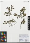 Foto von Salix aurita L.